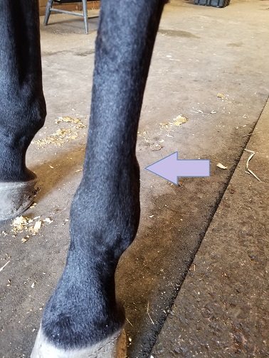 Equine Therapy  Draper for Horses – Draper Therapies