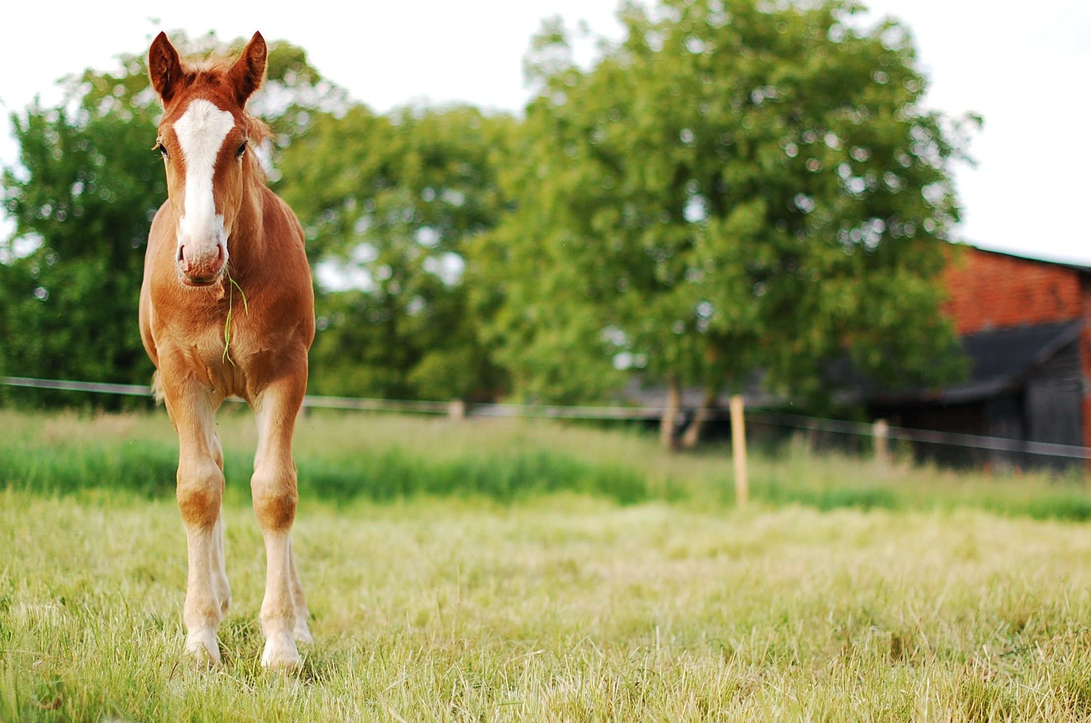 Draper Equine Therapy® Quarter Sheet – Draper Therapies